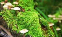 世界体能恢复公益课堂专项资助项目受理开启，国际体能训练