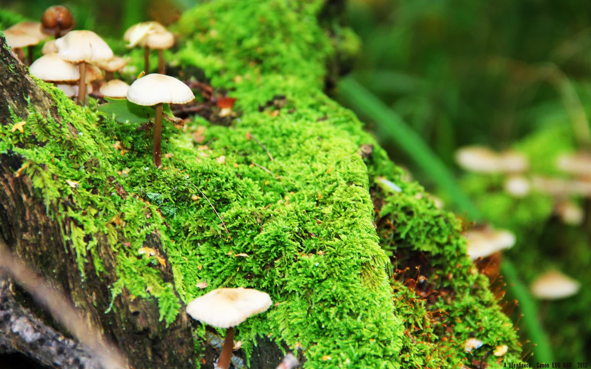 世界拳击职业联赛社区互动项目扩大至多城,世界拳击协会wba